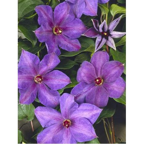 Clématite 'Xerxes' Pot de 2L/3L