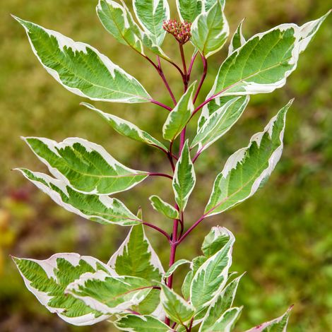 Cornouiller blanc miracle - Cornus alba miracle 60/80 cm Pot 3L