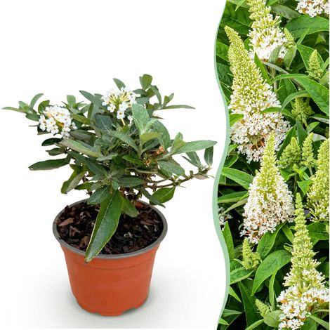 Arbre aux papillons Buddleja davidii Butterfly Candy Little White Blanc 1 Plante Pot 12cm - PANGIVO (1/5)
