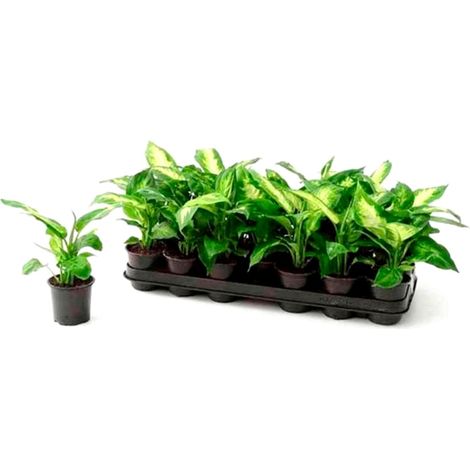 Pack de 3 Plantas Natural Diafenbachia en Maceta M9