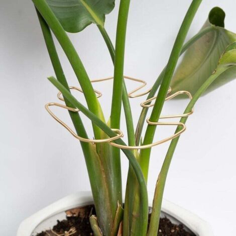 Monstera Plant Stem Support, Pack of 5, Durable and Stable Support, Unique Design, Suitable for Climbing Plants, Ideal for Promoting Vigorous Plant Growth (Golden). (1/4)