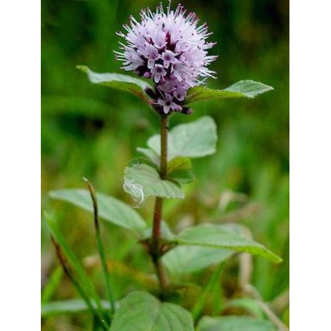 Menthe aquatique Godet de 8/9 cm (1/4)