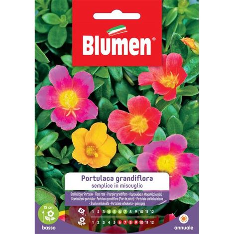 SEMI PORTULACA GRANDIFLORA BLUMEN