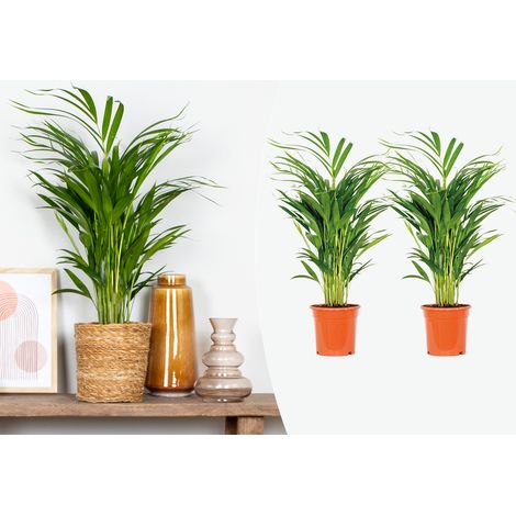 Bloomique - Lot de 2 - Dypsis Lutescens - Palmier Areca - Plante d’intérieur - Dépolluante - Sans danger pour les animaux - Hauteur 60-70 cm - Pot 17 cm