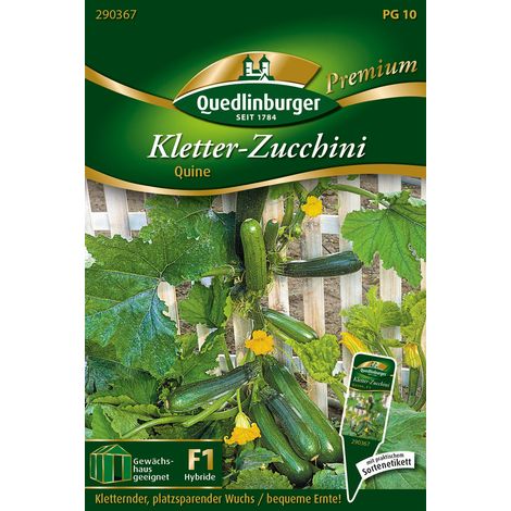 Quedlinburger Saatgut – Courgette grimpante Quine – Graines de légumes, hauteur jusqu'à 200 cm (1/2)