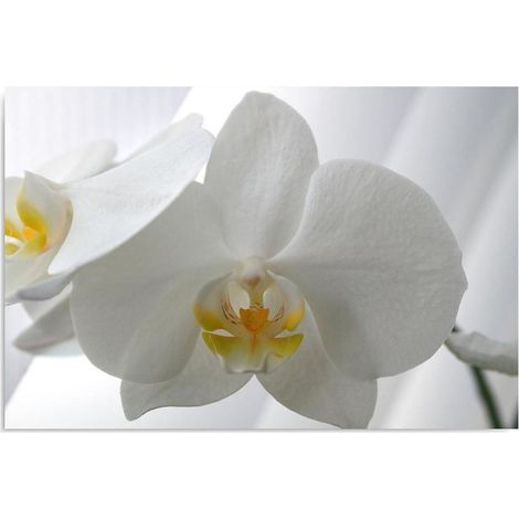 Tableau sur toile Fleur d'orchidée blanche 60x40 (1/5)