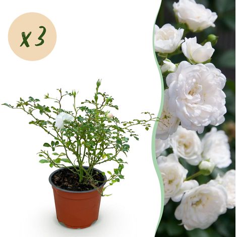 Lot de 3 Rosiers Rosa White Fairy Fleurs Blanches Rustiques Pot 12cm Hauteur 20-25cm - PANGIVO (1/5)