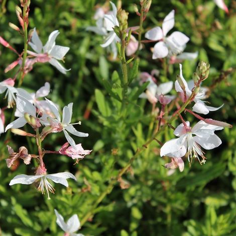 4 x Gaura lindheimeri 'White Dove' ' White Dove' - godet 9x9 cm