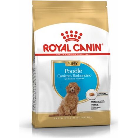 Cucciolo di barboncino canino reale 3 kg