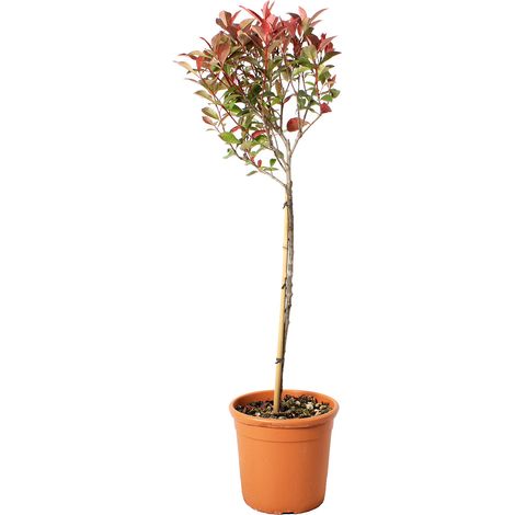 Photinia Fraseri Robusta Compacta Mezzo Fusto - Piante Vere da Esterno Resistenti - H 125-150 cm Vaso Ø 30 cm (1/2)