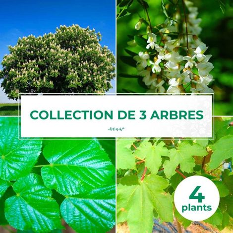 Collection 4 Arbres (1/2)