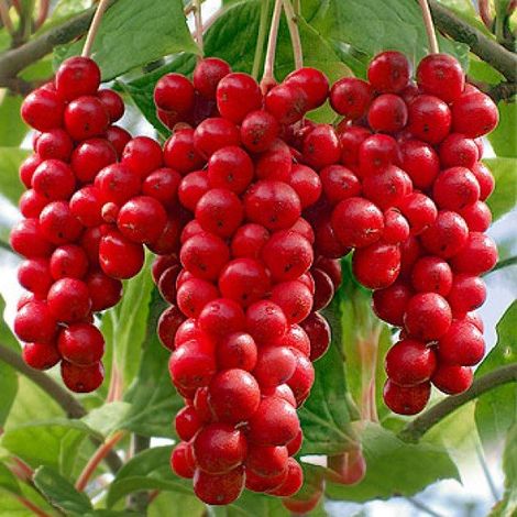 SCHISANDRA CHINENSIS - BACCA DEI FIVE SAPORI (pollinisateur)