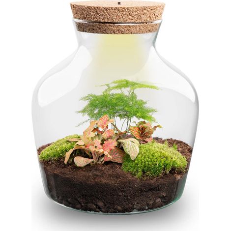 Terrarium DIY Kit Complet avec Lumière Écosystème Autonome Fittonia et Asparagus H 21,5 cm - PANGIVO