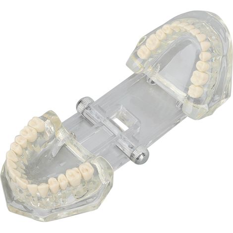 Modèle Dentaire Pédagogique Transparent - Démonstrateur Anatomique de la Dentition pour Enseignement (1/5)
