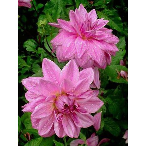 Dahlia Gpe décoratif 'Lilac Times' Bulbe calibre I (1/2)