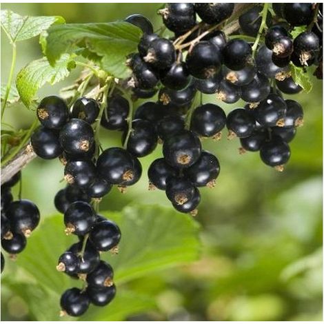 RIBES NERO NOIRE DE BOURGOGNE (1 PIANTA)