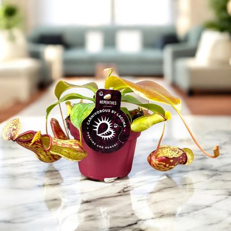 Gardenaria Nepenthes 'Gaya' - Pianta da interno ornamentale - Altezza: 17 cm (vaso 12) (1/5)