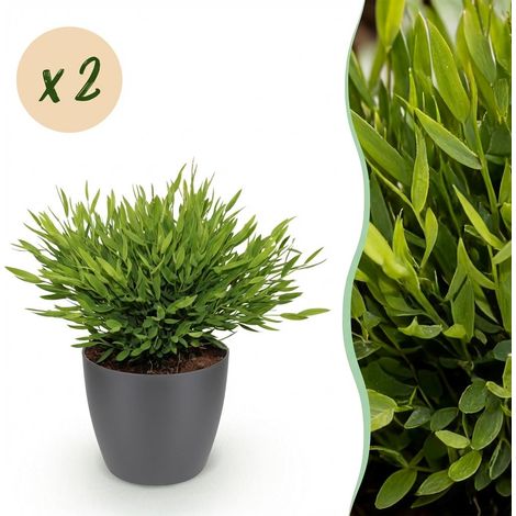 Lot de 2 Plantes d'Intérieur Bamusa Pogonatherum Monica Herbe de Bambou Vert Pot 12 cm H20 cm - PANGIVO (1/5)