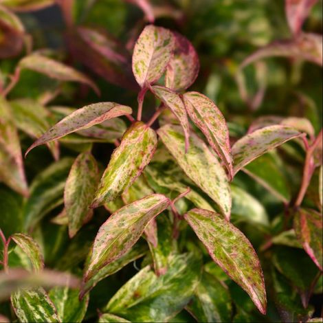 LEUCOTHOE FONTANESIANA VASO 24CM