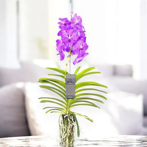 Gardenaria Vanda 'New Blue' - Pianta da interno ornamentale - Altezza: 80 cm (vaso 15) (1/5)