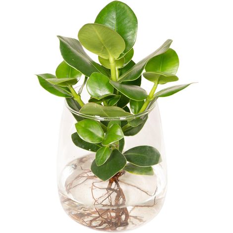 Clusia en Hydroponie dans son Vase en Verre - Plante Verte d'Intérieur Décorative - Ø12cm H30cm - PANGIVO (1/4)