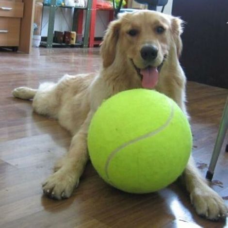 Jouets de basket-ball pour animaux, jouets de football, jouets solides, balles de tennis, balles de tennis Aces. (1/5)