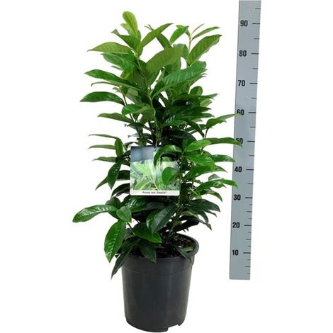 Laurier-cerise Genolia 60/80cm Pot 6L - Prunus laurocerasus Genolia