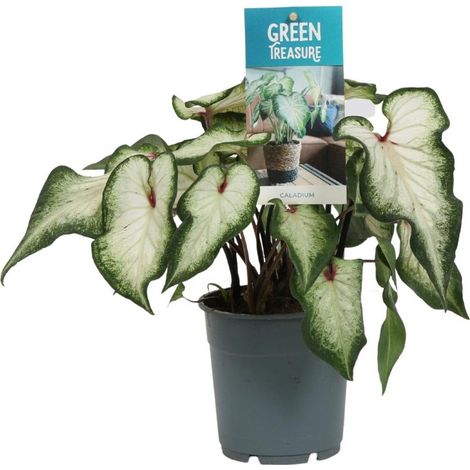 Caladium Angel Wings Plante d’intérieur feuillage décoratif blanc pot 12 cm hauteur 25 cm - PANGIVO (1/5)