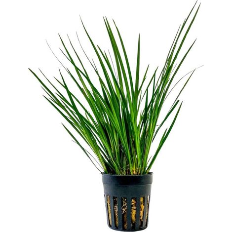 Terrarium Pflanze Acorus gramineus Topf Nr.401T