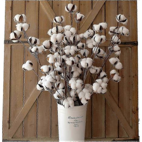6 tiges de coton séchées pour décoration de vases 79 cm de haut - 12 capsules par tige (1/5)