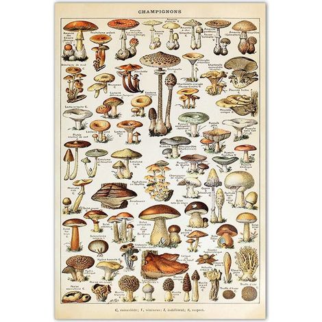 Affiche vintage éducative botanique sur les champignons, décoration murale (1/5)