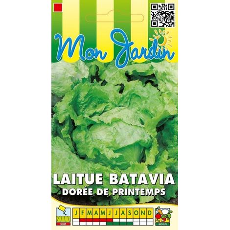 Laitue batavia dorée de printemps - 3g