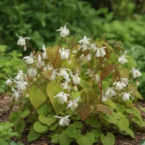 Fleur des Elfes Niveum, Epimedium/Godet - 5/20 cm