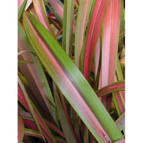 Lin de Nouvelle-Zélande 'Jester' Pot de 3L/4L (1/2)
