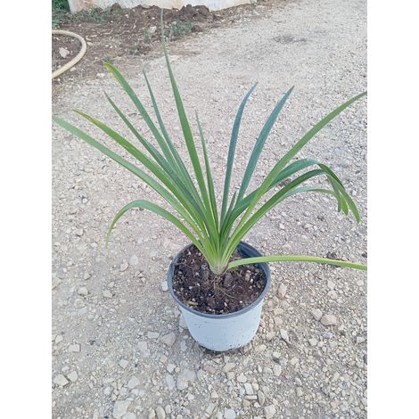 Agapanthe Agapanthus Africanus Blanche Pot 18 cm Vivace Persistante (1/4)