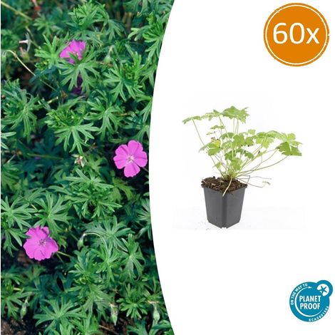Lot de 60 Géraniums Vivaces 'Tiny Monster' Couvre-sol Fleurs Bleu Profond Pot Ø9cm - PANGIVO (1/5)