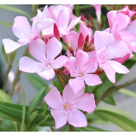 nerium oleander - 3 cuttings  pink single