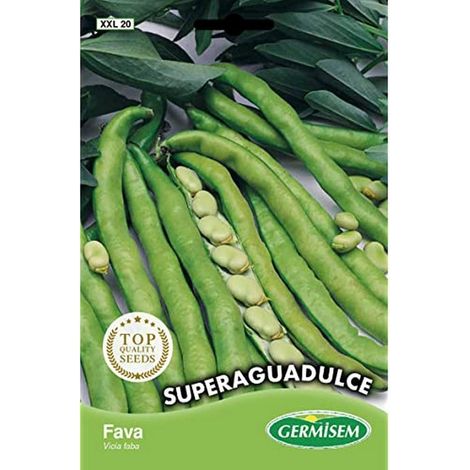 Graines de Fèves Super Aguadulce (1/3)