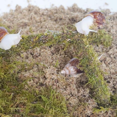 Kit d'accessoires pour terrarium escargot 3 pièces, comprend un substrat retenant l'humidité, une couche supérieure, un jouet d'escalade (1/4)