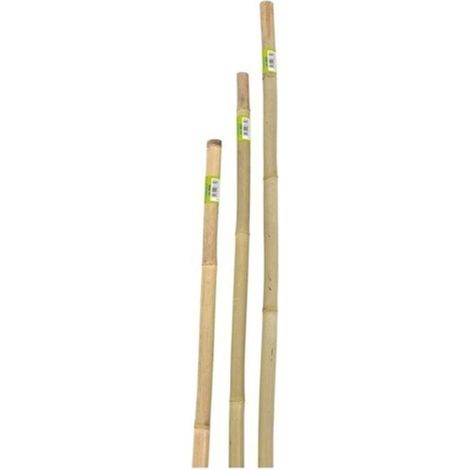 CANNA IN BAMBOO D.22-24 H.180