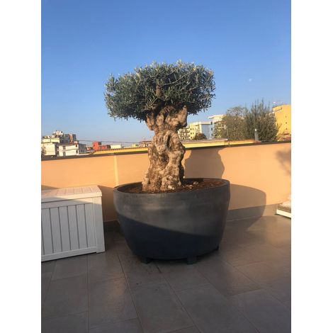 Vivaio Garden Forest – Jardinière en polyéthylène 122 cm Ø – Hauteur 67 cm – Volume 500L – Résistante aux UV et chocs thermiques – Pour extérieur et intérieur