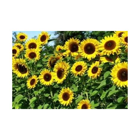 Semi di girasole 200 semi – attrae insetti impollinatori – fiori colorati – ideale per cortile, esterni e giardino (1/4)