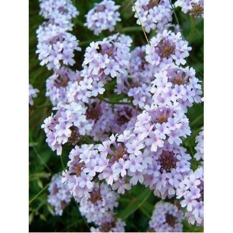 Verveine 'Polarise' Godet de 8/9 cm