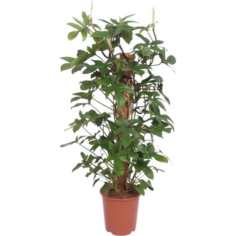 Philodendron Pedatum - Plante Verte d'Intérieur - Feuillage Luxuriant - Ø27 cm - Hauteur 130 cm - PANGIVO (1/4)
