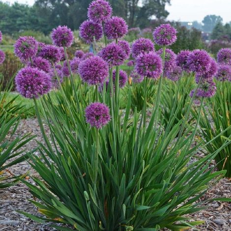Ail d'ornement Lavender Bubbles/Lot de 9 godets