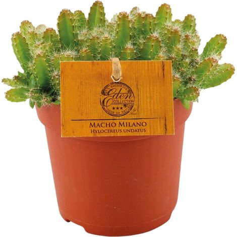 Hylocereus Undatus Cactus d’intérieur décoratif pot 11 cm hauteur 15 cm - PANGIVO (1/4)