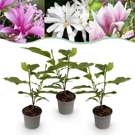 Lot de 3 Magnolias Tricolores Arbustes de Jardin Fleurs Blanc Rose Violet Pot 12 cm Hauteur 30 cm - PANGIVO (1/5)