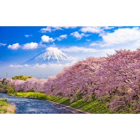 Tableau paysage mont fuji et cerisiers en fleurs - 80x50 cm (1/5)