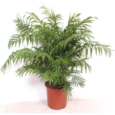 Chamaedorea Elegans Palmier de Montagne Plante d'Intérieur Tropicale Hauteur 100 cm Pot Ø 24 cm - PANGIVO