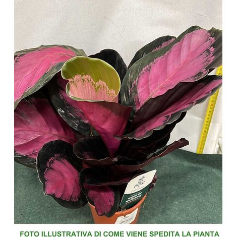 CALATHEA CRIMSON IN VASO 14CM